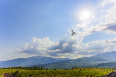 Işığa doğru uçan güvercin