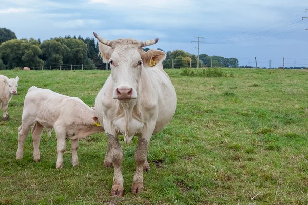 Un vitello lattante — Foto Stock