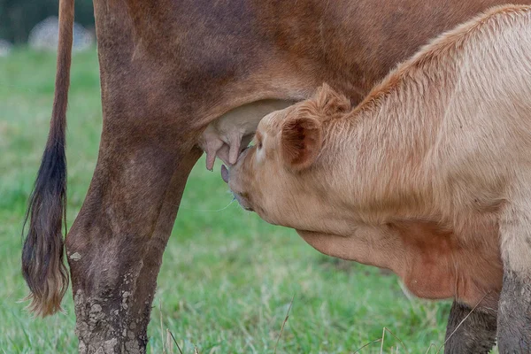 A suckling calf — Stock Photo, Image