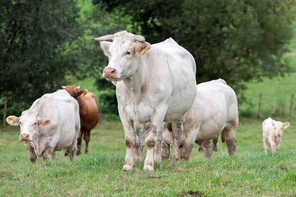 Rebaño de vacas —  Fotos de Stock