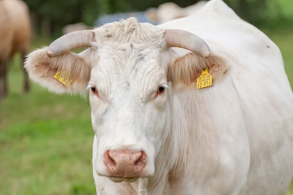 Una mucca — Foto Stock