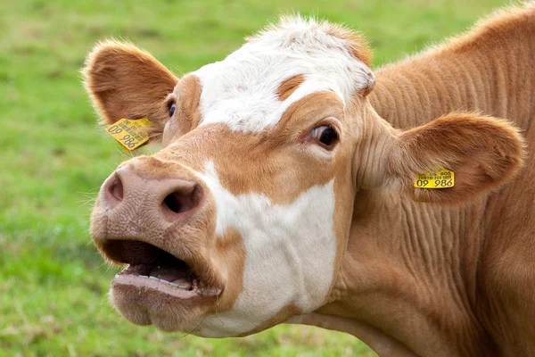 A Cow — Stock Photo, Image