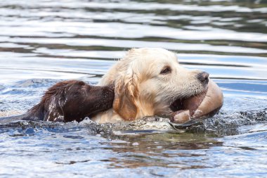 av köpeği yound ve eski Yüzme
