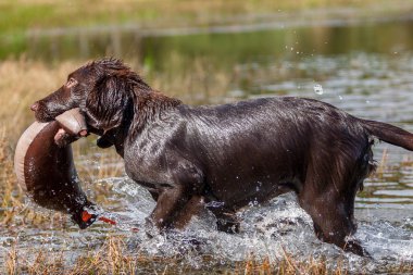 köpek eğlenceli bir göl vardır.