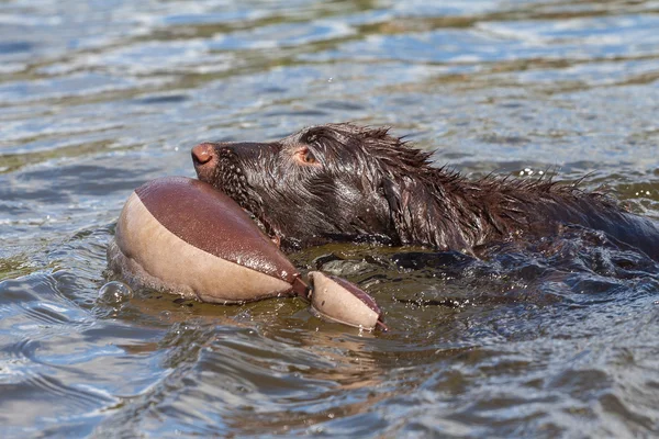 Puppy has fun at a lake — Stock Photo, Image