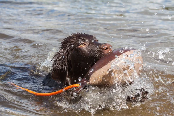 Chiot s'amuse à un lac — Photo