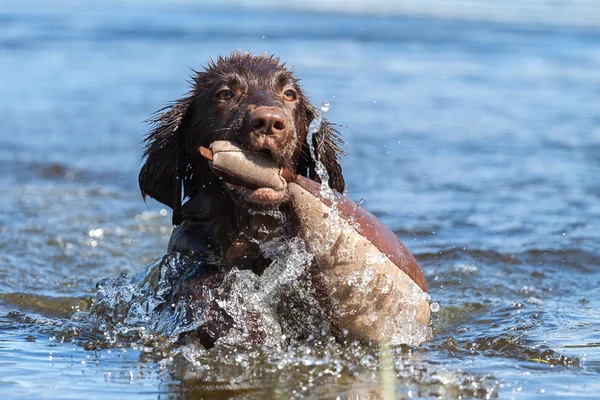 Chiot s'amuse à un lac — Photo