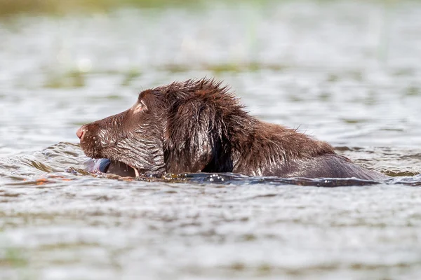 Puppy has fun at a lake — Stock Photo, Image