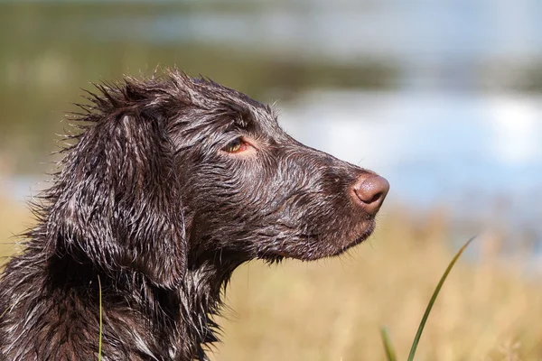 Portrait de tête Chiot — Photo