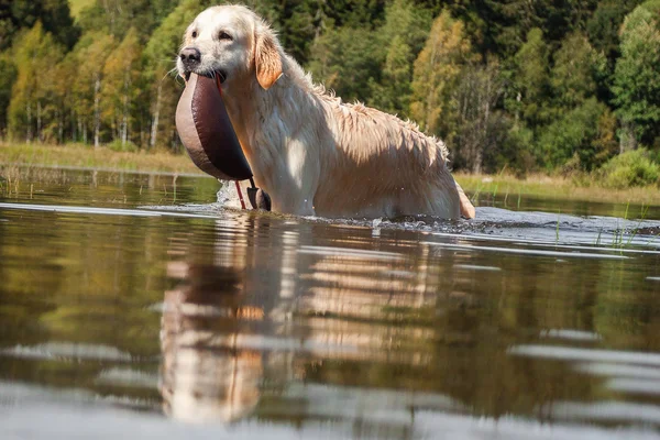 Golden Retriever has fun at a lake — Stock Photo, Image