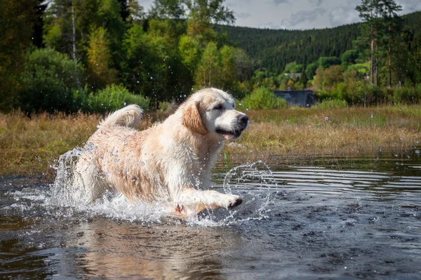 Golden retriever eğlenceli bir göl vardır.