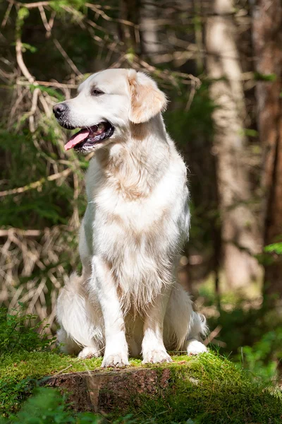 Golden Retriever Portrait — Stock Photo, Image