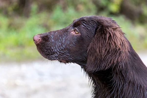 Precioso plano recubierto Retriever — Foto de Stock