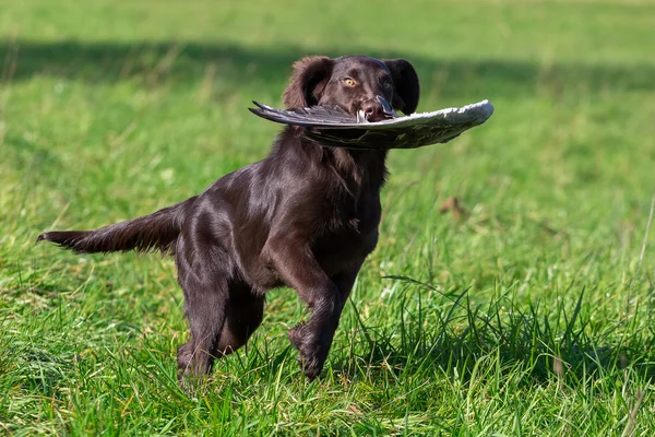 Gundog di tempat kerja — Stok Foto