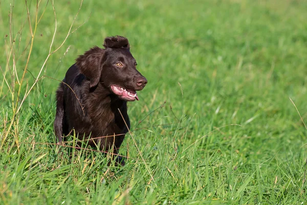 Mooie Flat Coated Retriever — Stockfoto