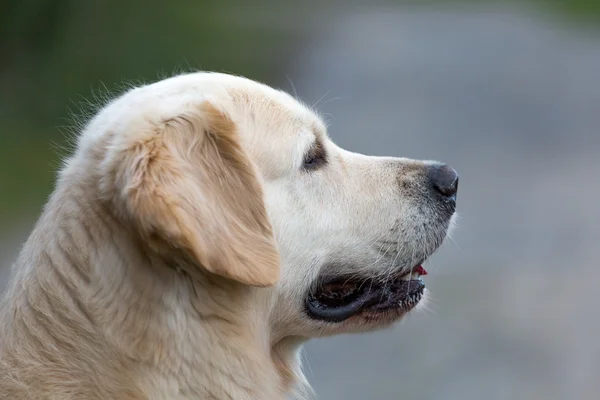 Precioso golden retriever — Foto de Stock