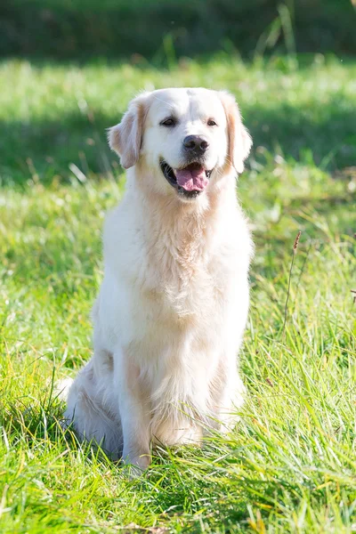 Precioso golden retriever — Foto de Stock