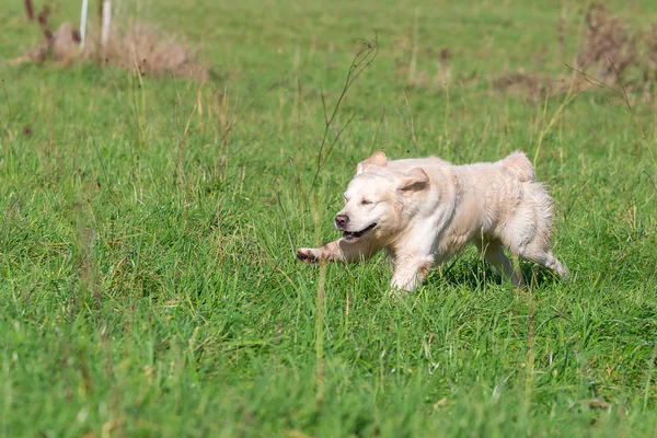 Adorável golden retriever — Fotografia de Stock