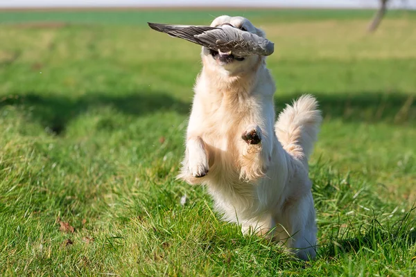 Gundog at work — Stock Photo, Image