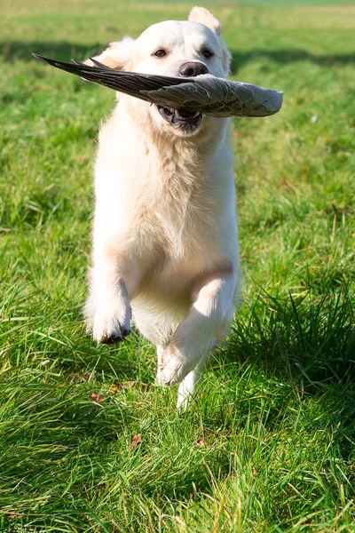 Gundog al lavoro — Foto Stock