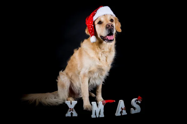 Karácsonyi Golden Retriever — Stock Fotó