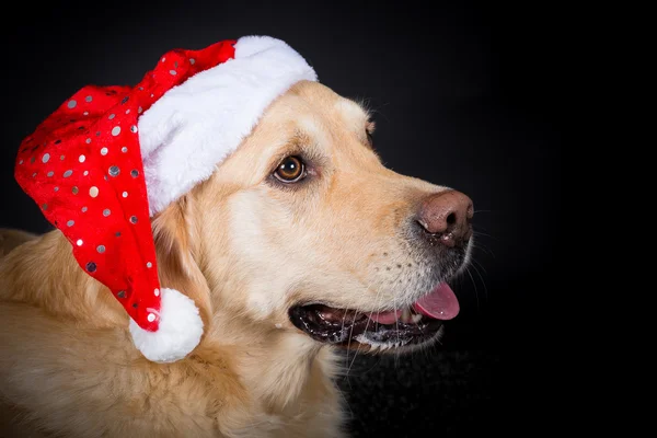 Christmas Golden Retriever — Stock Photo, Image