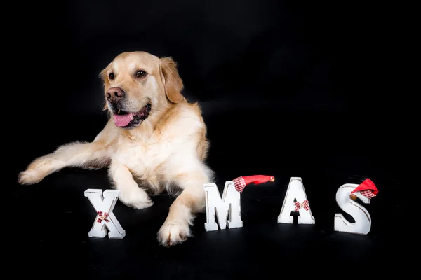 Christmas Golden Retriever — Stock Photo, Image