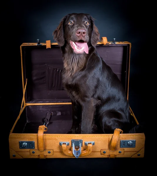 Retriever on travel — Stock Photo, Image