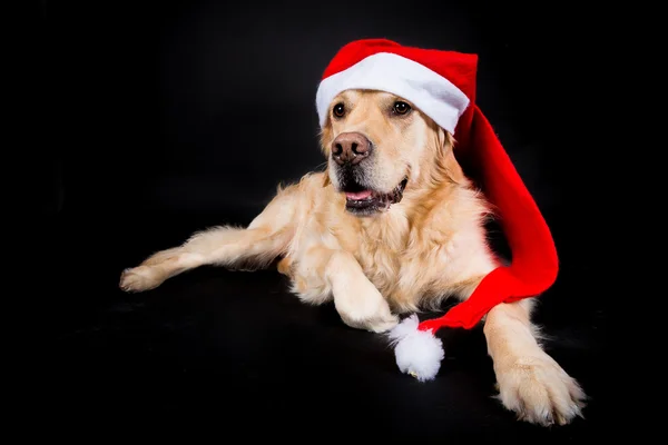 Noel golden retriever