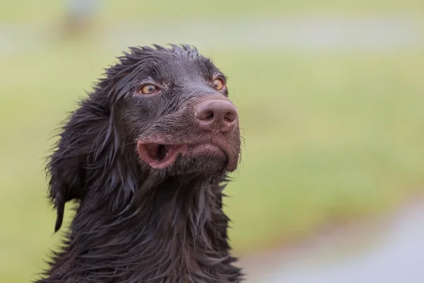 Cão louco — Fotografia de Stock