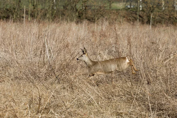 Deer runs away — Stock Photo, Image