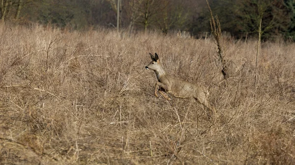 Deer runs away — Stock Photo, Image