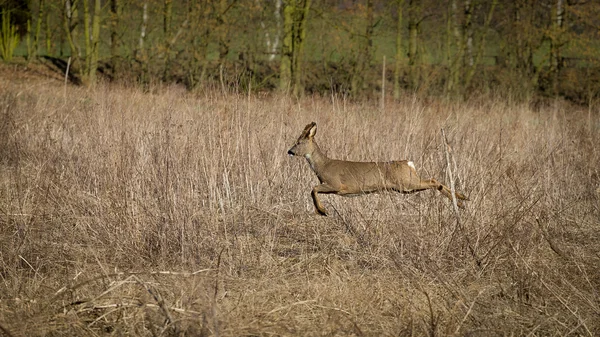 Deer runs away — Stock Photo, Image