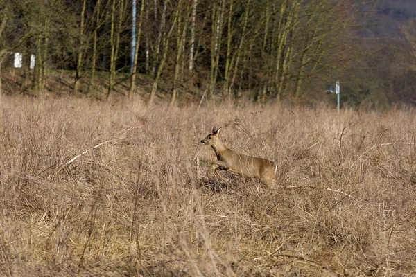 Deer runs away — Stock Photo, Image