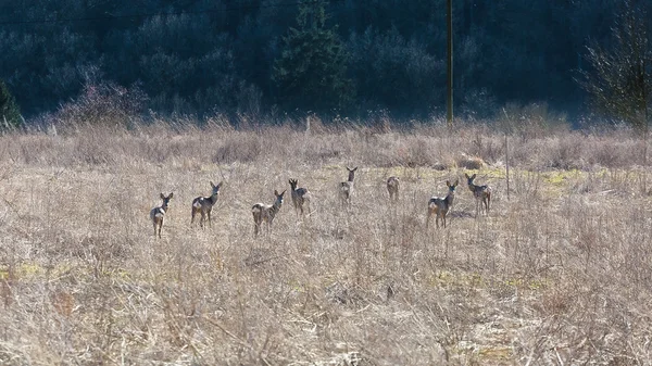 Deer on the outskirts — Stock Photo, Image