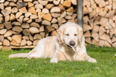Köpek balık yiyor
