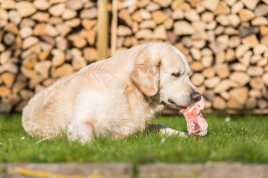 Buzağı göğüs kemiği köpek yiyor