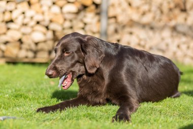 Köpek balık yiyor