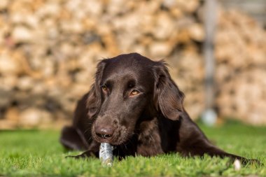 Köpek balık yiyor