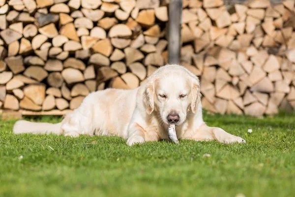 Cão come peixe — Fotografia de Stock