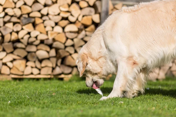 Cão come peixe — Fotografia de Stock