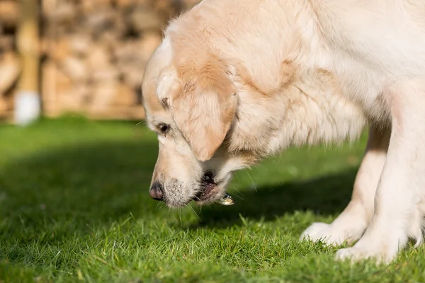 Dog eats fish — Stock Photo, Image