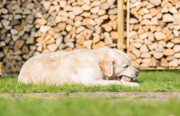 Собака ест телячью грудину — стоковое фото