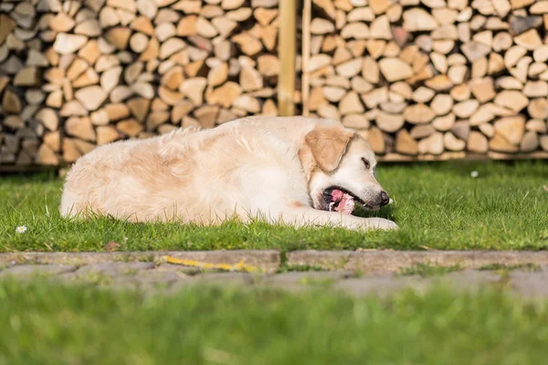 El perro come esternón de ternera — Foto de Stock