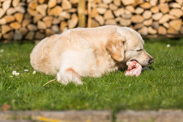 El perro come esternón de ternera — Foto de Stock