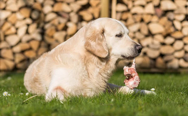 Собака ест телячью грудину — стоковое фото