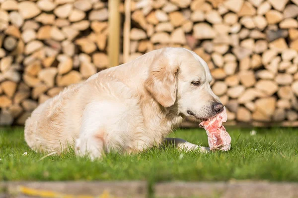 Dog eats calf sternum — Stock Photo, Image