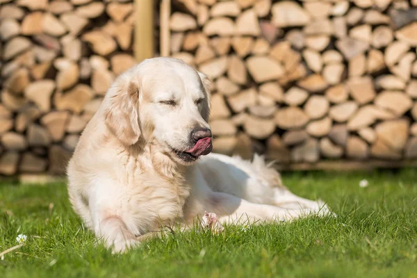 Dog eats calf sternum — Stock Photo, Image