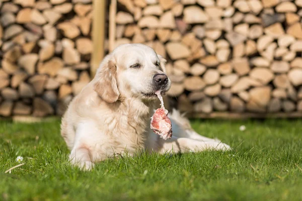 Buzağı göğüs kemiği köpek yiyor