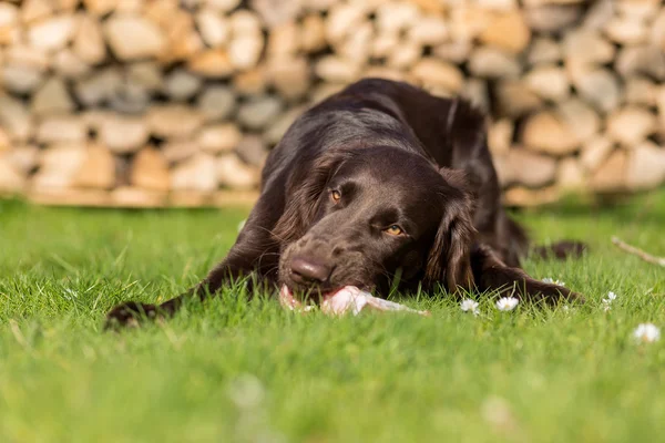 Buzağı göğüs kemiği köpek yiyor
